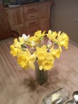 Daffodils from the neighbor